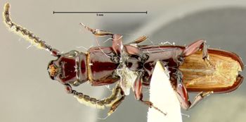 Media type: image;   Entomology 33348 Aspect: habitus ventral view